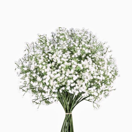 Gypsophila