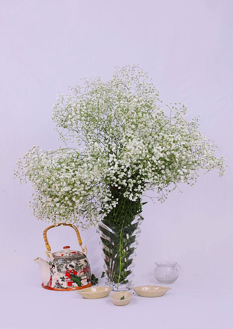 Gypsophila