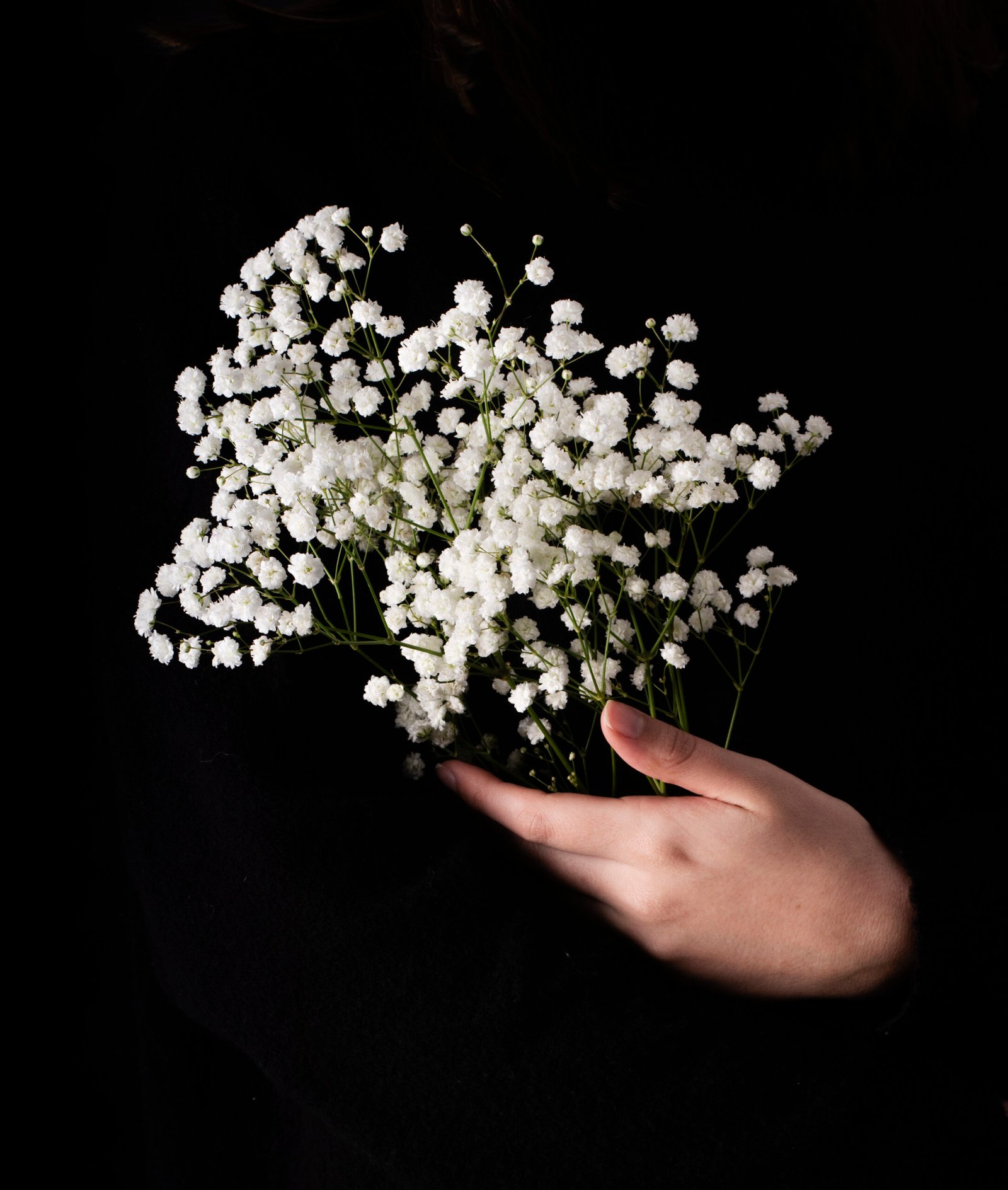 Gypsophila