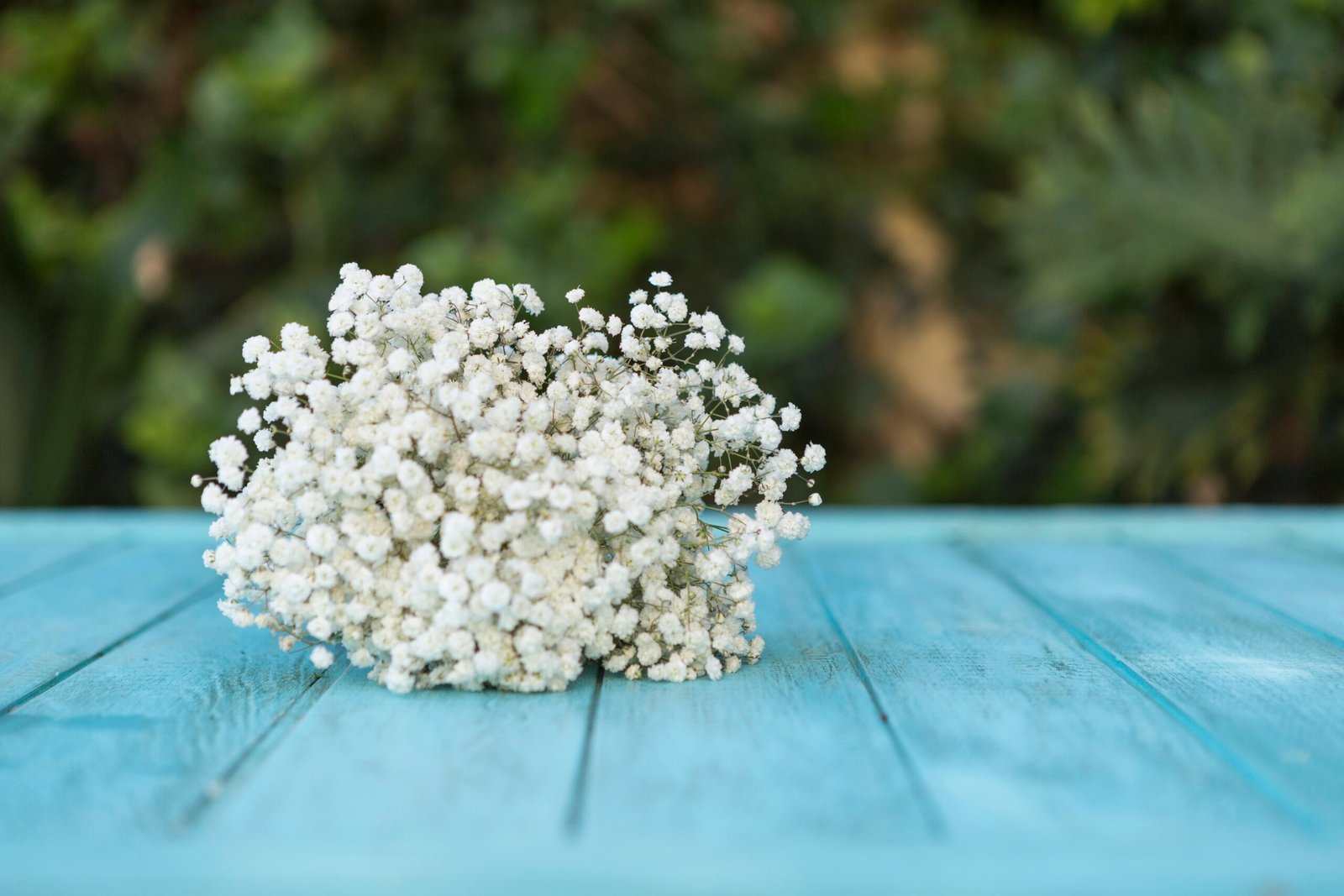 Gypsophila