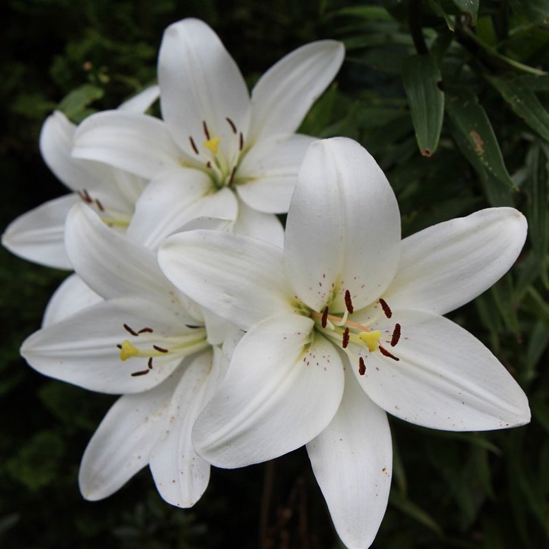 Asiatic Lily White