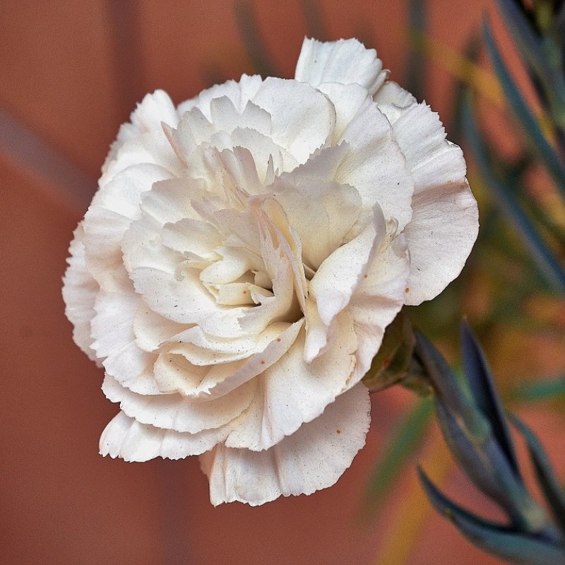 Carnation white