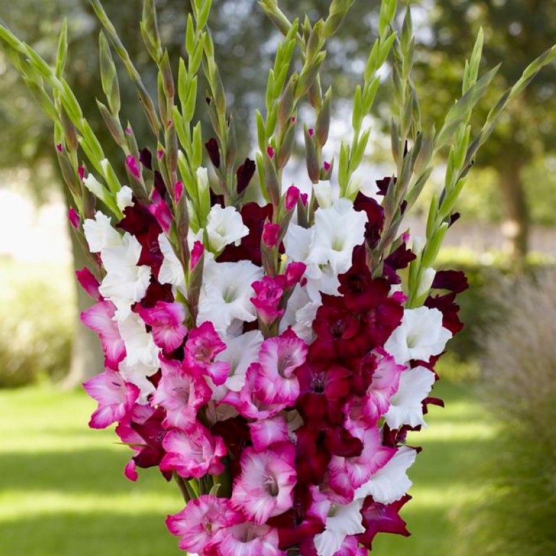 Gladiolus (Mix Colour)