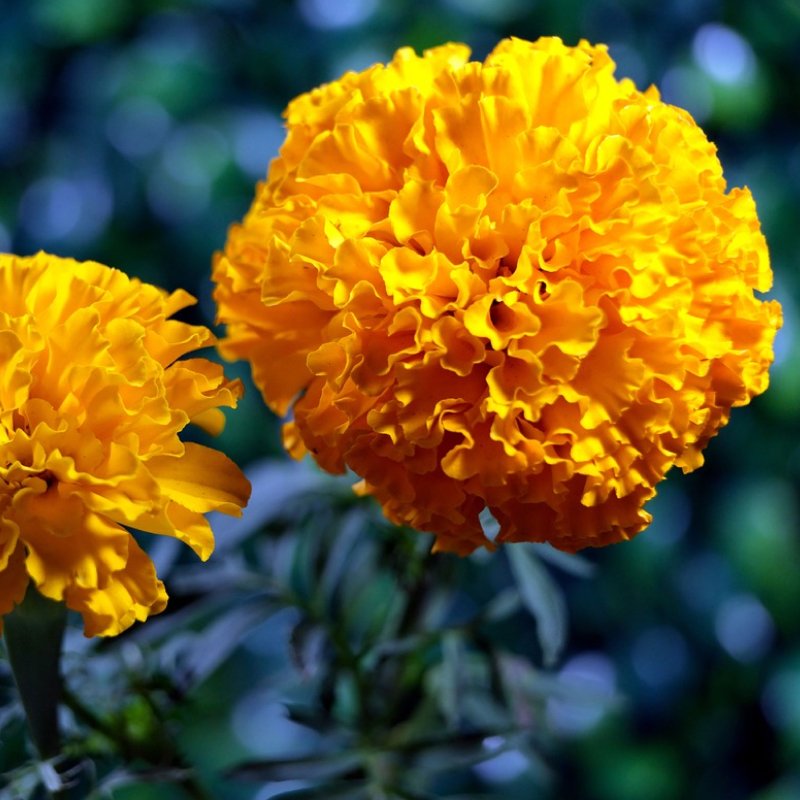 Marigold Orange