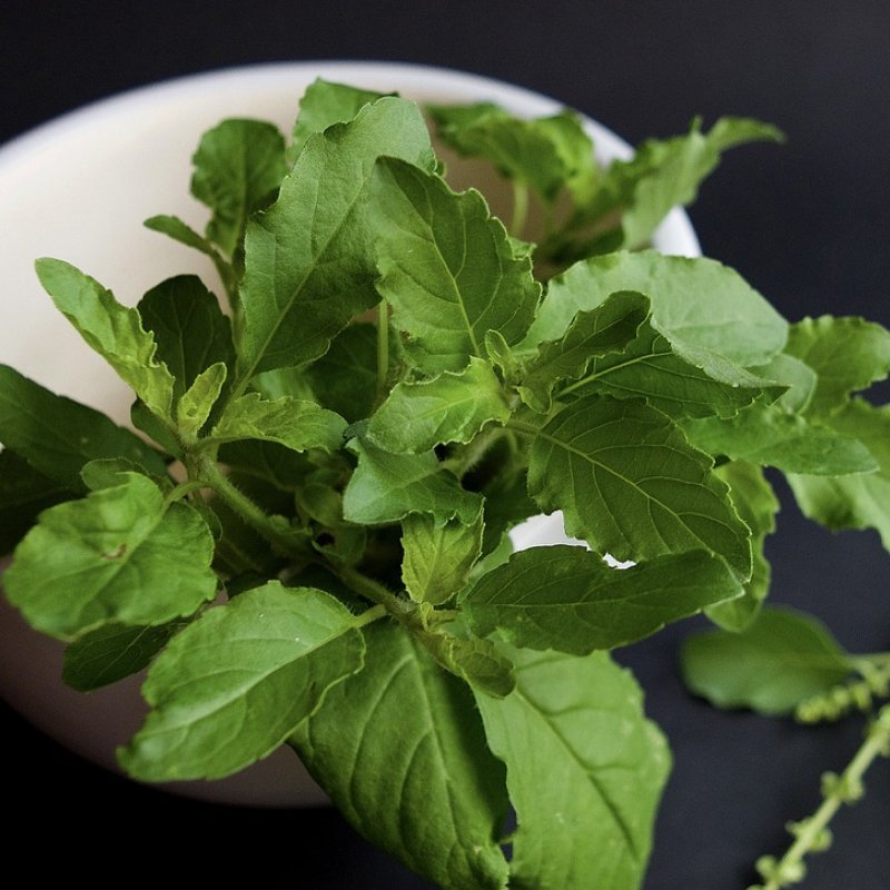 Tulsi